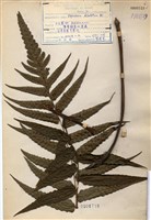 藏品(廣葉鋸齒雙蓋蕨)的圖片